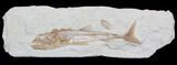 Large Eurypholis Fossil Fish With Shrimp - Lebanon #36948-3